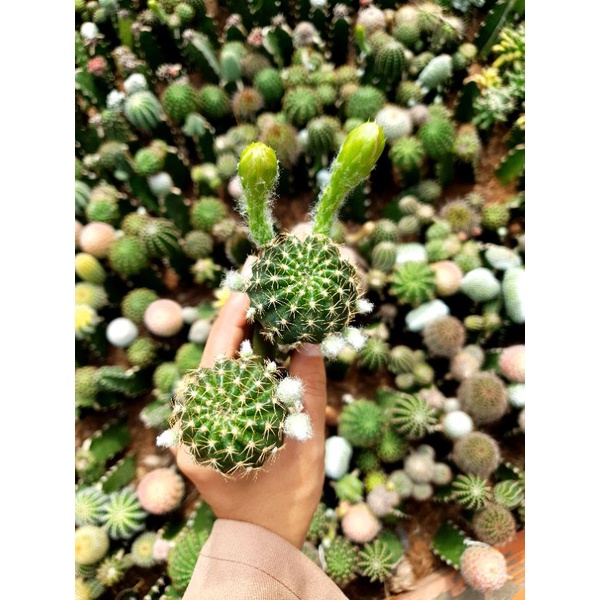 Xương rồng Lobivia Bicolor
