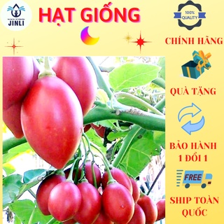 Hạt giống cà chua thân gỗ - gói 20 hạt giống cây cà chua thân gỗ JL6