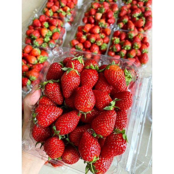 Dâu Nhật - Hàn ngọt size siêu bi