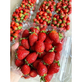 Dâu Nhật - Hàn chua ngọt size siêu bi 500g