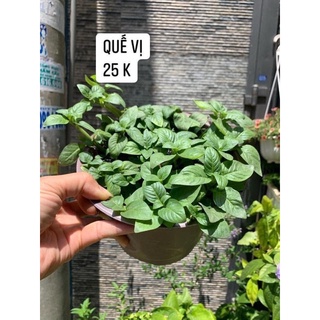 Cây quế vị