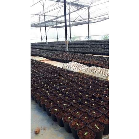 sét 5 cái bầu ươm cây mã 16*14( hàng dày )
