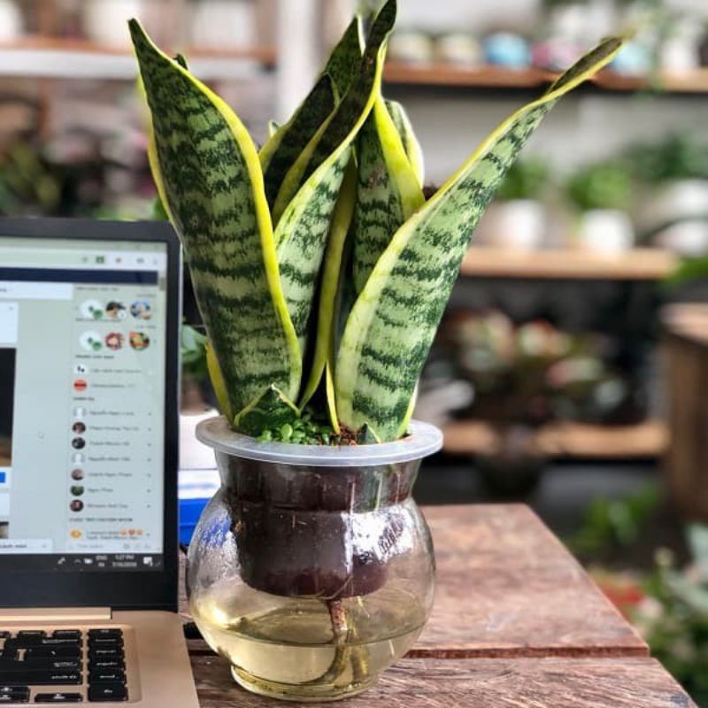 Cây lưỡi hổ Thái mini để bàn