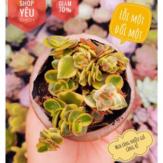 Cây phát tài trang trí phong thủy tốt vượng khí 🌵🌵🌵🌵