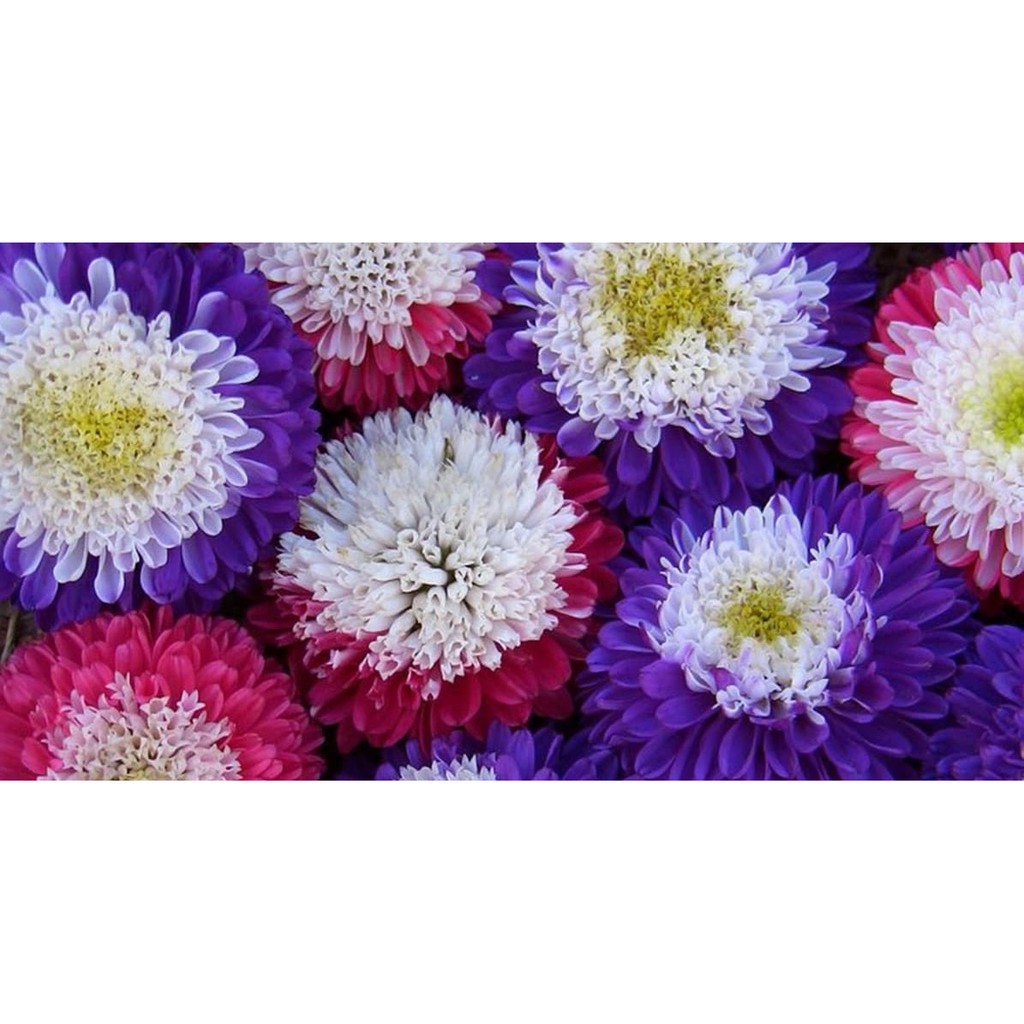 50h Hạt Giống Hoa Cúc Thúy Cúc Magic Mix Màu