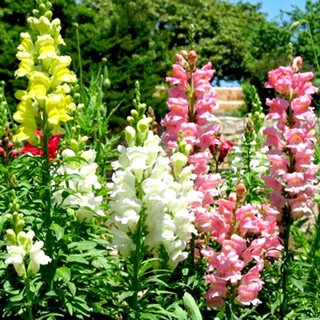 Hạt Giống Hoa Mõm Sói Mix Nhiều Màu (300 Hạt) - MUA 3 TẶNG 1 CÙNG LOẠI