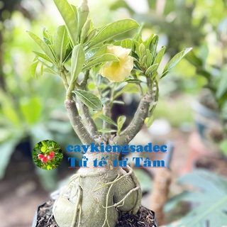 caykiengsadec - cây sứ Thái (hoa màu vàng) - tặng phân bón cho cây mau lớn- hoa kiểng lá - trang trí nội thất ngoài trời