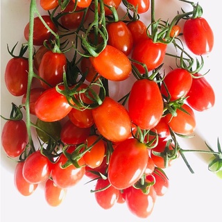 Hạt giống cà chua Cherry đỏ 100% nảy mầm