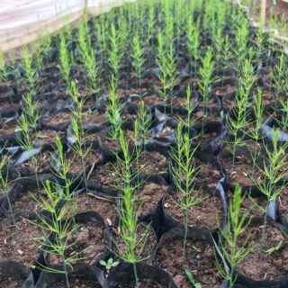 Combo 1200 hạt giống măng tây xanh F1