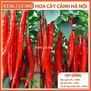 Hạt giống ớt sừng đỏ trái dài cao sản - Túi 1gam - Shop hoa cây cảnh Hà Nội