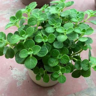 Cây nhất mất hương/sen thơm(chậu nhựa đen)dùng trang trí nội thất,phong thuỷ,Decor-Hoa kiểng THfrarm