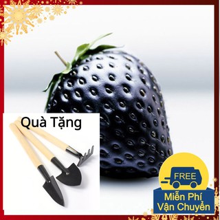 Hạt Giống Dâu Tây Đen F1 Tặng Bộ Dụng Cụ Mini Trồng Cây Tặng Bộ Dụng Cụ Mini Trồng Cây