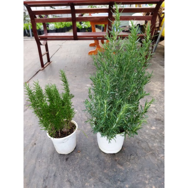 Chậu mềm hương thảo- Rosemary