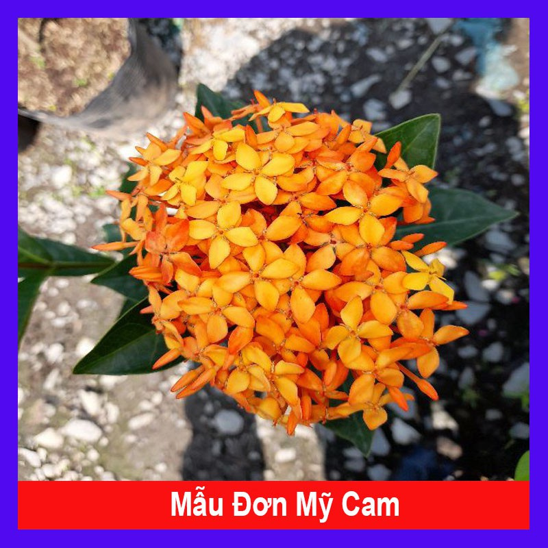 caykiengsadec - Mẫu Đơn Mỹ Cam - Cây Bông Trang Cam + Tặng phân bón