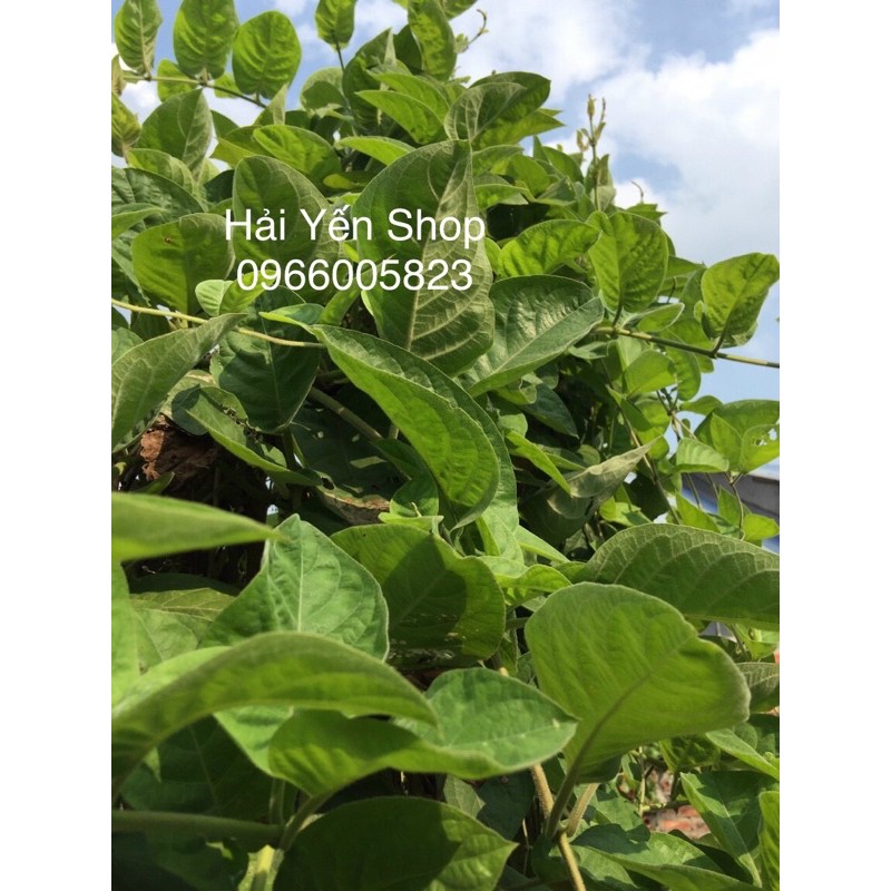 Lá Mơ Tươi_khô_cây giống