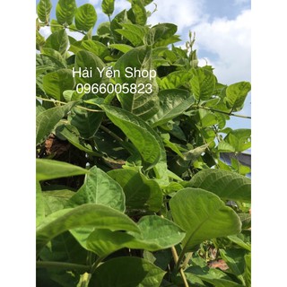 Lá Mơ Tươi_khô_cây giống