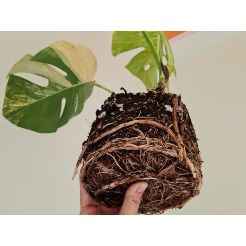Rooting BA - Nước Tưới Dinh Dưỡng Kích Rễ Cây Chai 500ml