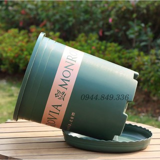 Đĩa chậu Monrovia Nhập khẩu