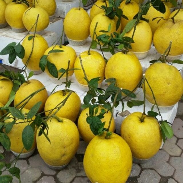 Cây bưởi kỳ đà