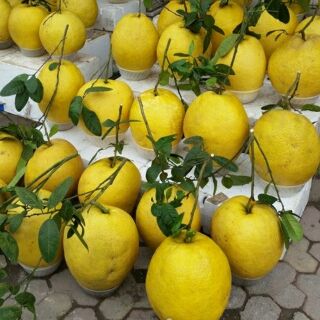 Cây bưởi kỳ đà