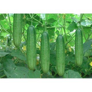 Hạt giống Dưa Leo Dưa Chuột