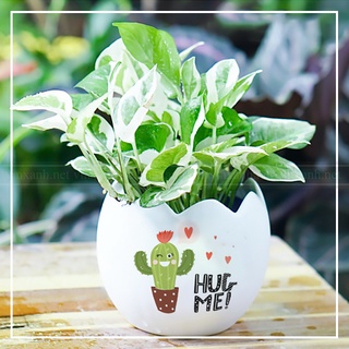 Cây trầu bà cẩm thạch (Trầu Bà Nữ Hoàng Tuyết, Trầu Bà Cẩm sữa, Trầu Bà Ngọc Thuỷ, Trầu Bà N Joy)