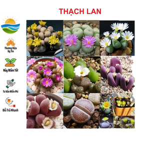 Hạt giống cây thạch lan 20 hạt