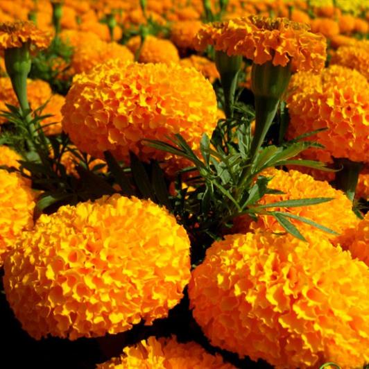 Hạt Giống Cúc Vạn Thọ Mỹ Bông To Vàng Cam  - MUA 3 TẶNG 1 CÙNG LOẠI