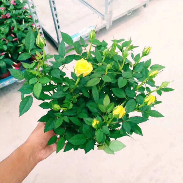 COMBO 10 GỐC HỒNG SIÊU NỤ( đủ màu hoa)- đã kích rễ kích mầm