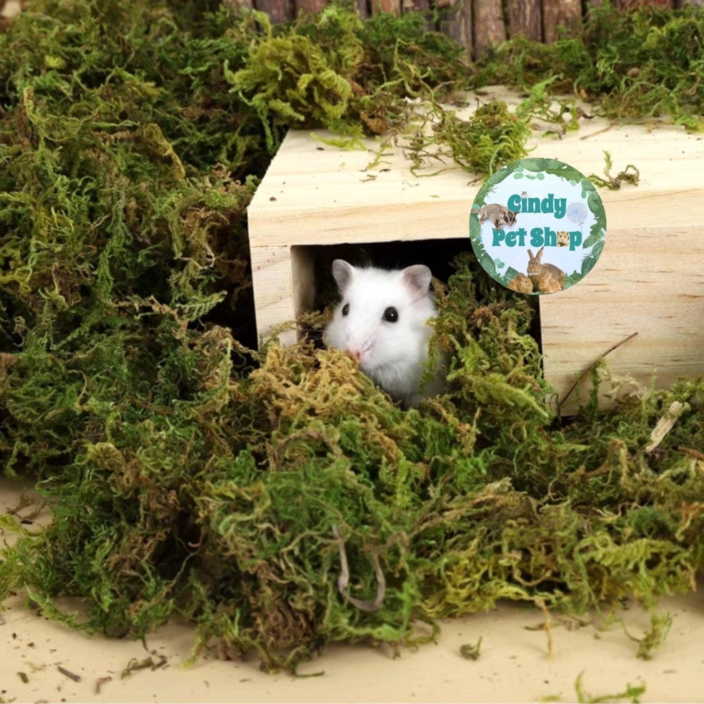 Rêu lót chuồng tạo ổ cho Hamster, Sóc, Bò Sát...