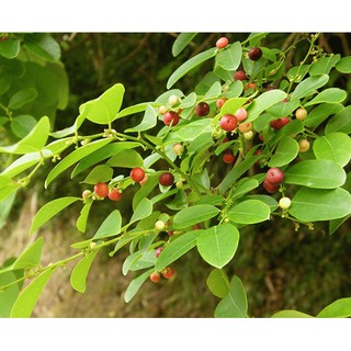 combo 2 cây giống xạ đen