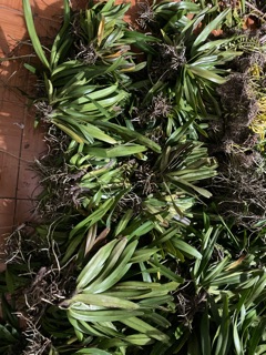 Lan đuôi cáo 200k (1kg)