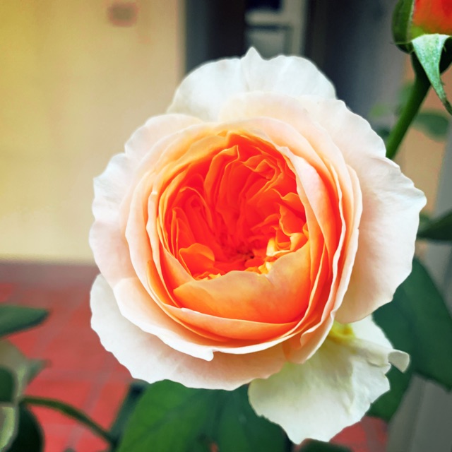 BeeBeauty21