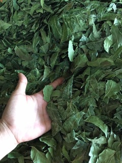 Trà lá Neem Ấn Độ