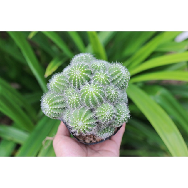 Xương rồng bụi xanh 11-13cm