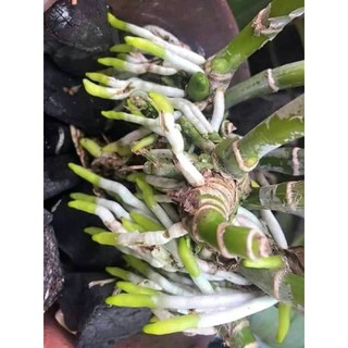 [FREESHIP TỪ 50K] KÍCH RỄ CỰC MẠNH N3M