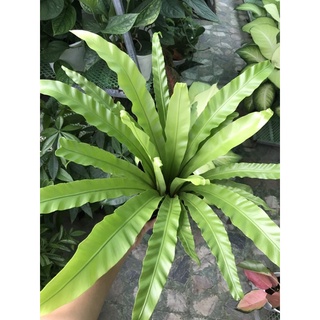 Cây tổ Phượng / Ráng ổ phụng