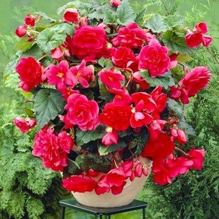 Hạt giống hoa Thu hải đường