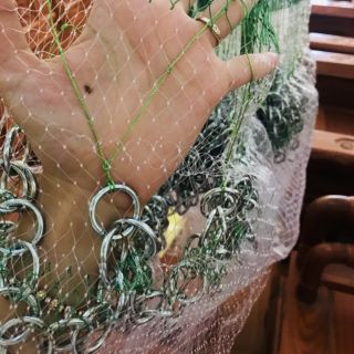 CHÀI CƯỚC THÁI LAN BUNG 8M 10M