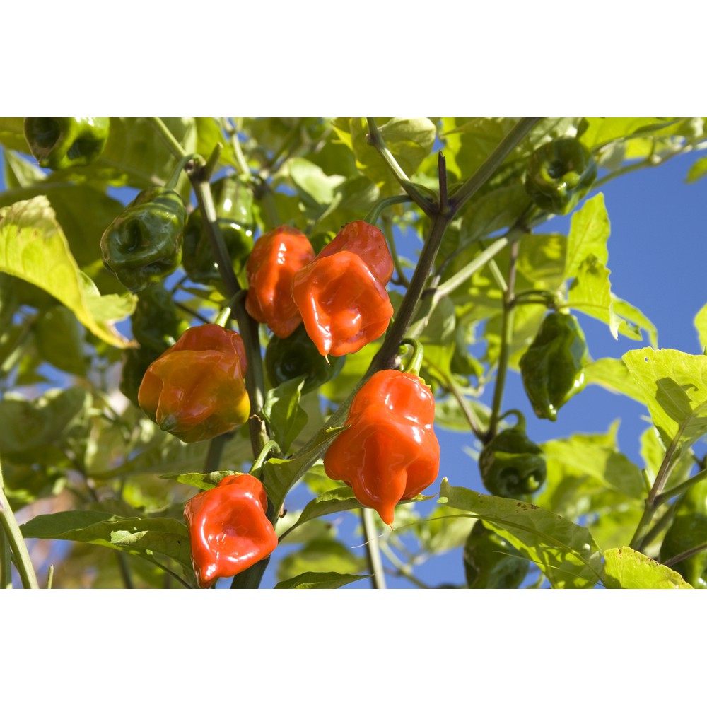 5 Hạt Giống Ớt Cay Habanero Scoville Giống Ớt Cay Nhất Thế Giới Giống Nhập Ngoại 5 Màu