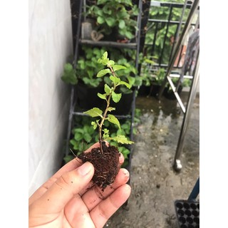 Cây húng lủi
