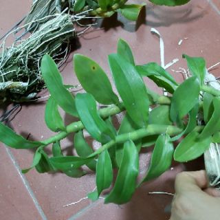 Trầm bảng Thái