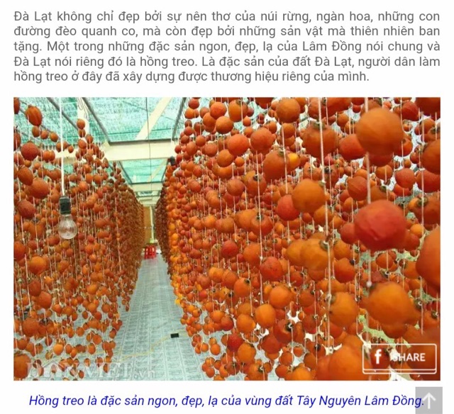 Hồng treo gió Cầu Đất- Đà Lạt | BigBuy360 - bigbuy360.vn