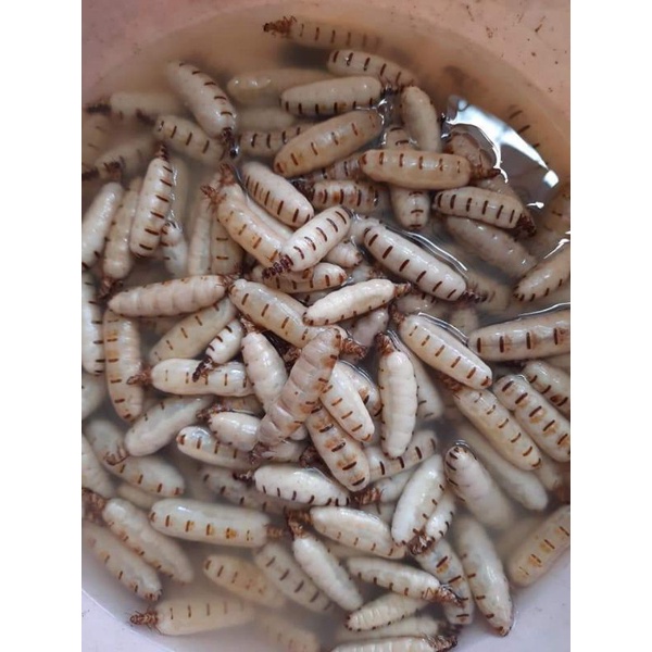 15k/c môi chúa tự đào