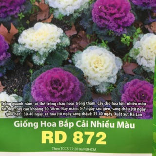 Hạt Giống Bắp Cải Nhiều Màu 872