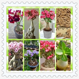 HẠT GIỐNG SỨ THÁI KÉP ( 5 hạt)