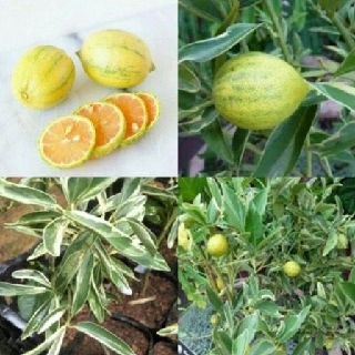 Tắc Cẩm Thạch cây đang trái