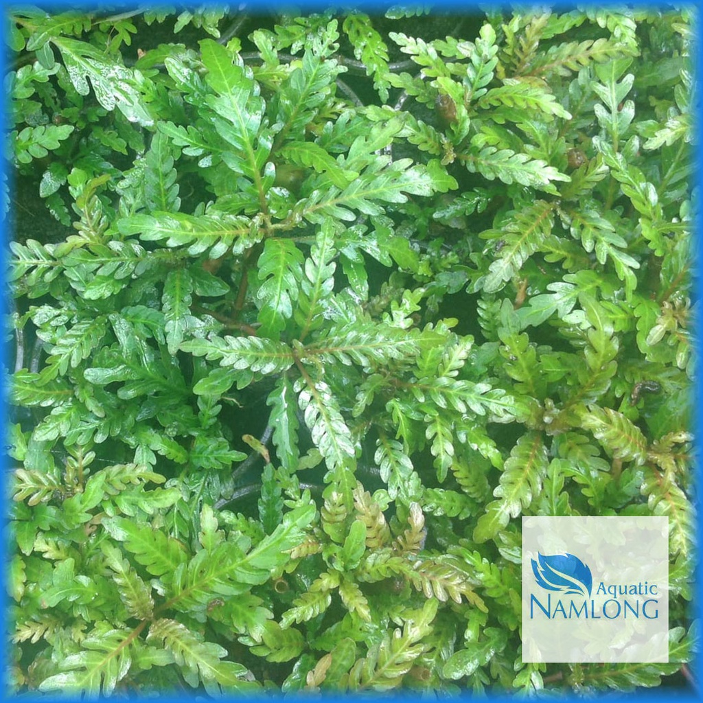 Liễu răng cưa  - Liễu ấn độ - Cây thủy sinh trung cảnh