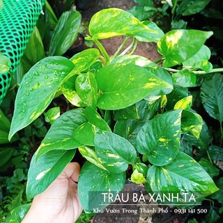 Cây trầu bà xanh ta trồng nội thất (chậu đen)