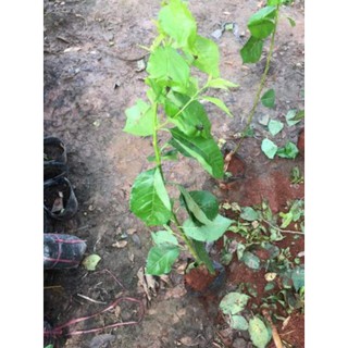 [Xả - Cắt Lỗ ] Cherry Anh Đào ( Cherry Mỹ)